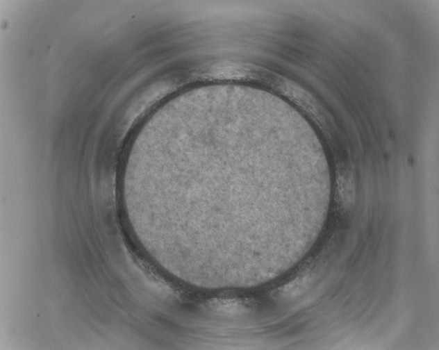 X0000066090534200603171058