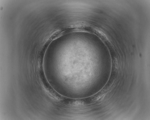 X0000066090546200603171058