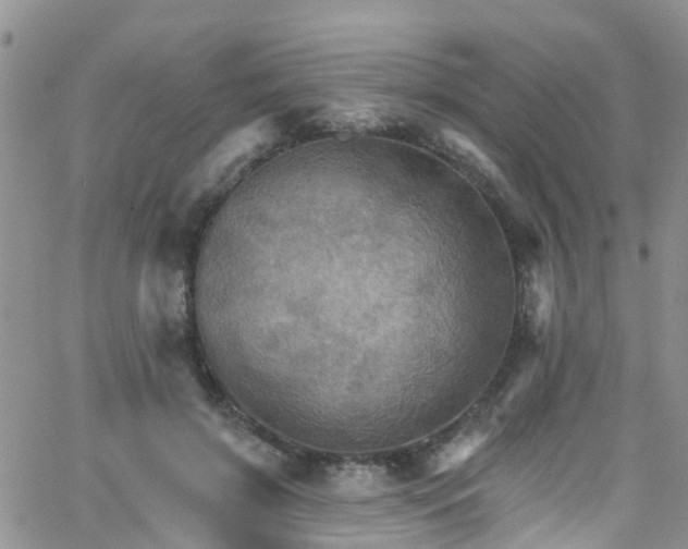 X0000066090549200603171058