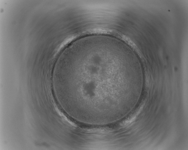 X0000066090625200603171056