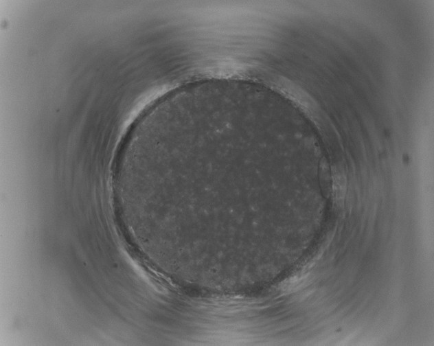 X0000066090626200603171056