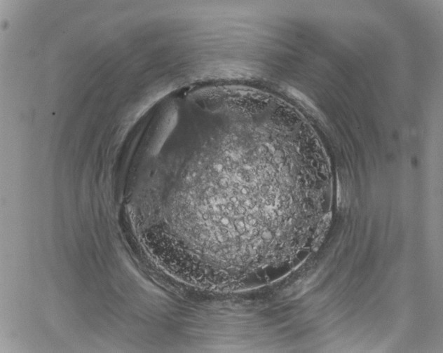 X0000066090627200603171056