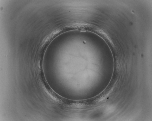 X0000066090633200603171056