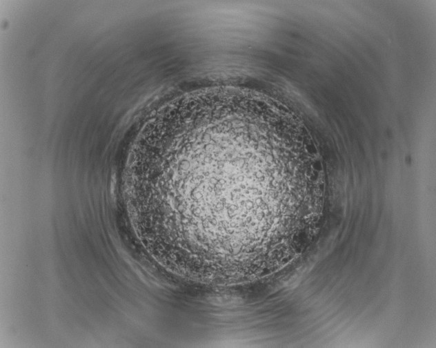 X0000066090644200603171056