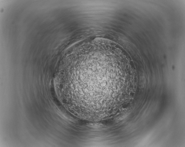 X0000066090654200603171056