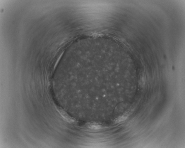 X0000066090658200603171057