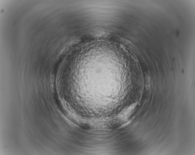 X0000066090664200603171057