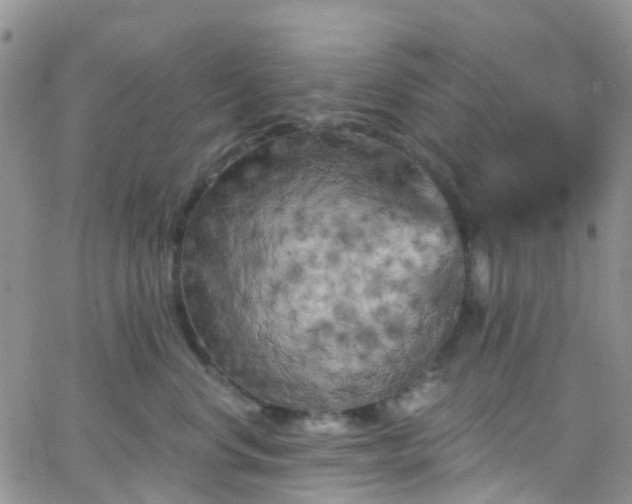 X0000066090668200603171057