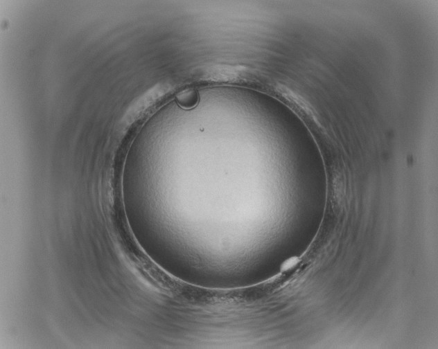 X0000066090682200603171056