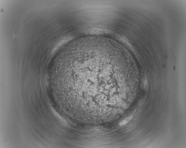 X0000066090683200603171056