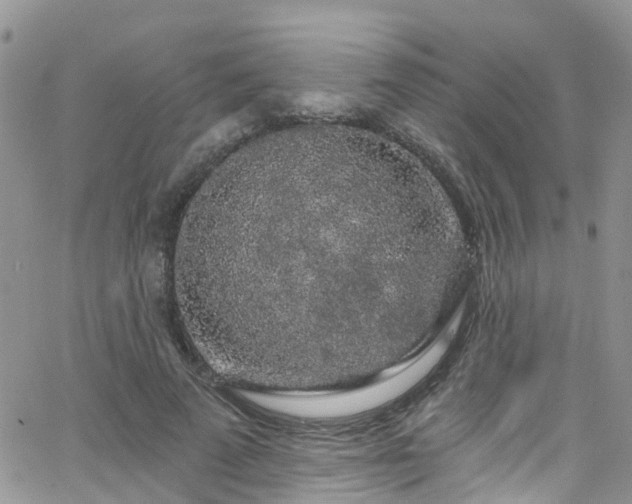 X0000066090689200603171056