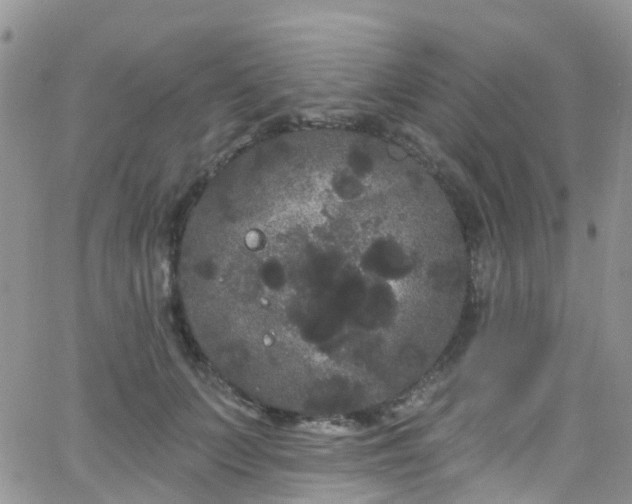 X0000066090703200603171055