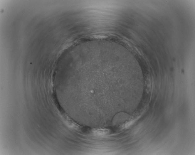 X0000066090707200603171055