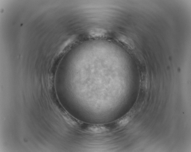 X0000066090712200603171055