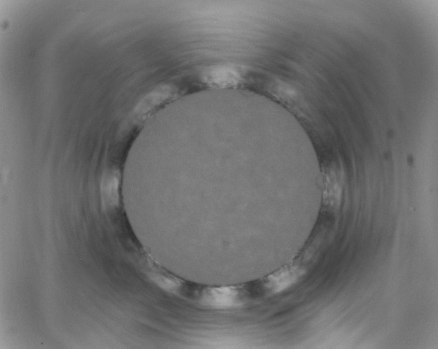 X0000066090717200603171055