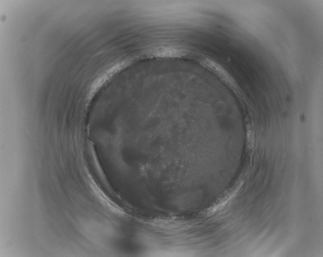 X0000066090725200603171054