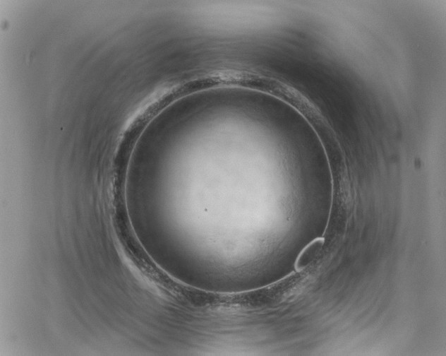 X0000066090730200603171055