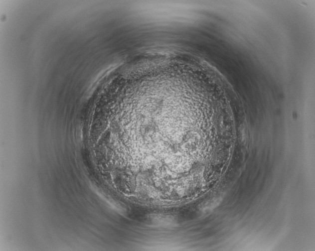 X0000066090733200603171055