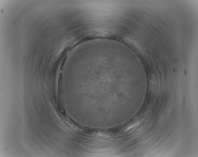 X0000066090739200603171055