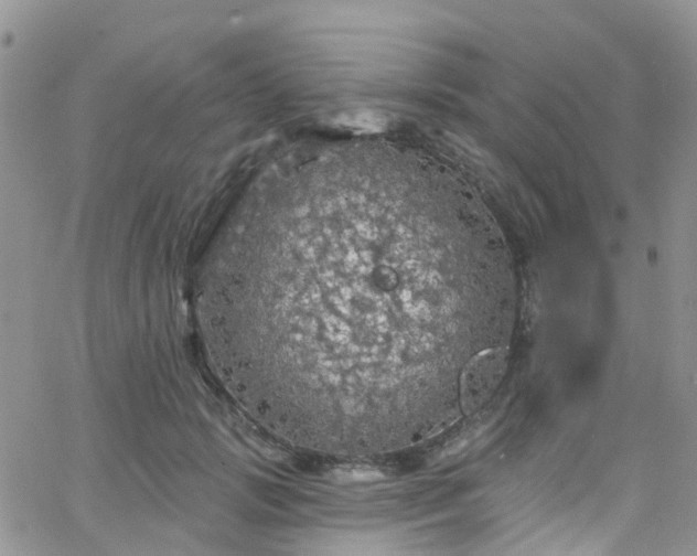 X0000066090749200603171055