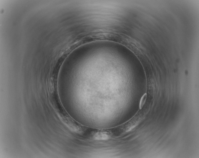 X0000066090751200603171055