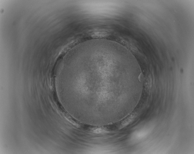 X0000066090755200603171055