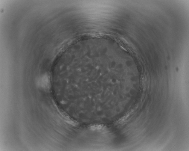 X0000066090757200603171055