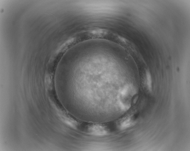 X0000066090759200603171055