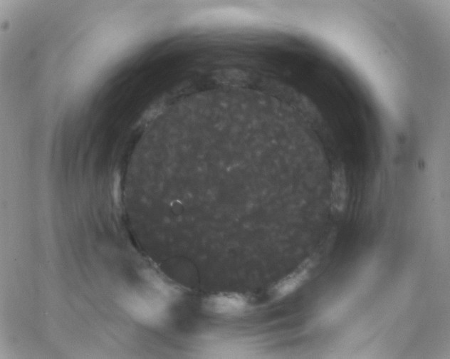 X0000066090765200603171055