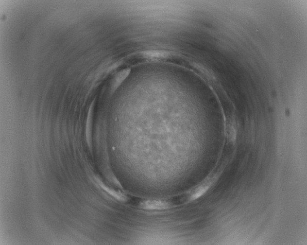 X0000066090766200603171055