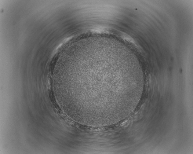 X0000066090776200603171054