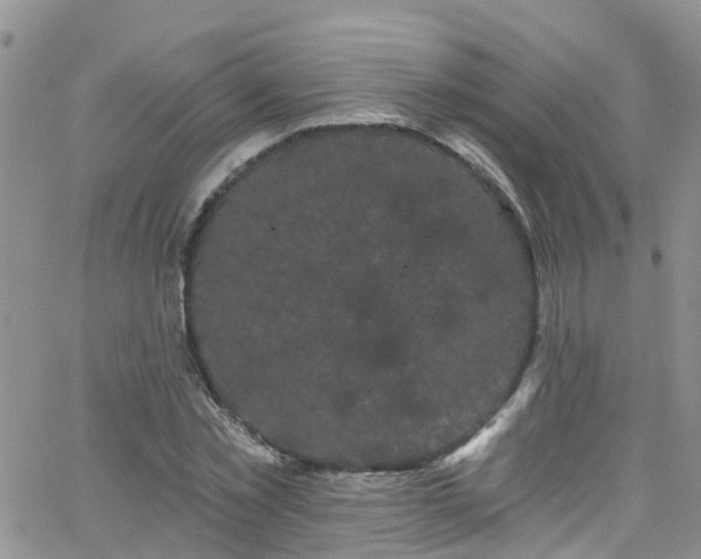 X0000066090781200603171054