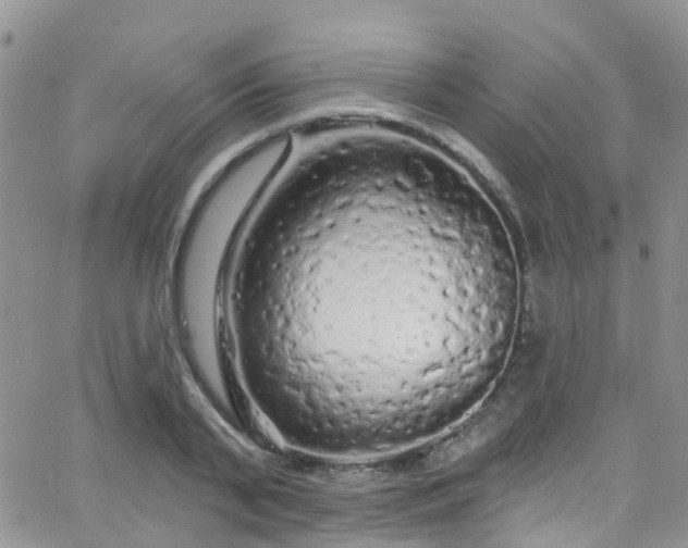 X0000066090791200603171054