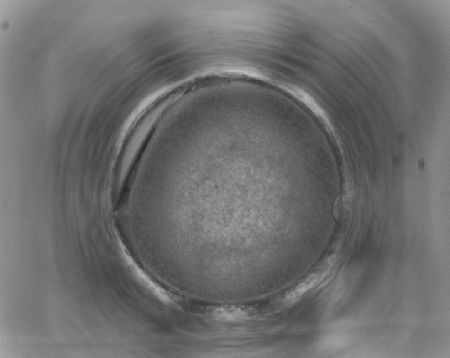 X0000066090799200603171054