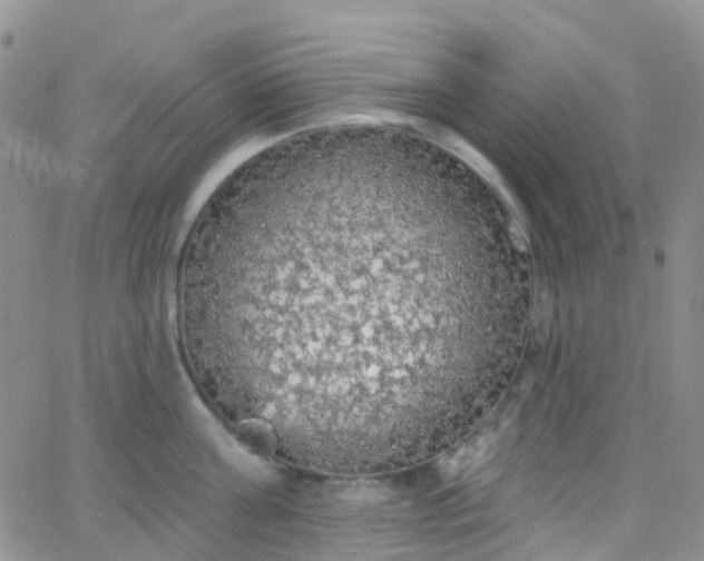 X0000066090811200603171054