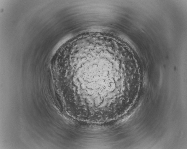 X0000066090829200603171053