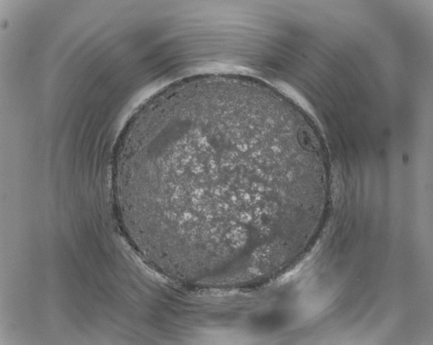 X0000066090831200603171053