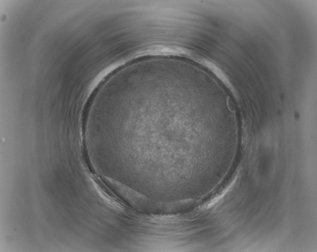 X0000066090837200603171053