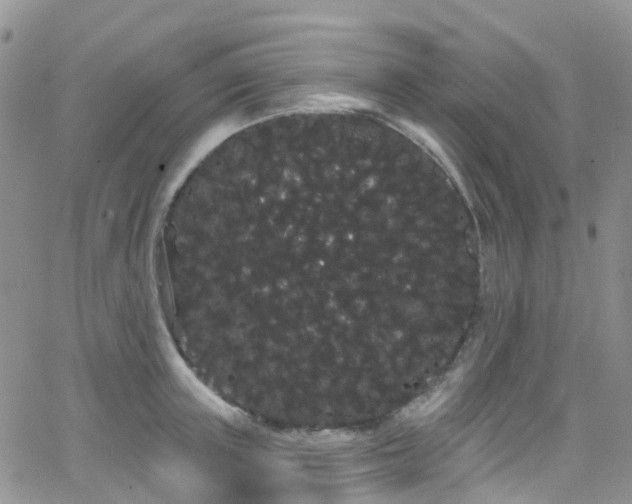 X0000066090851200603171053