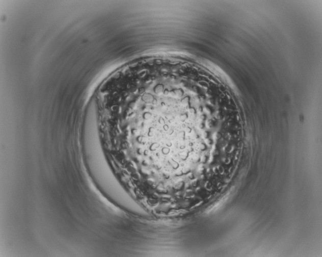 X0000066090855200603171053