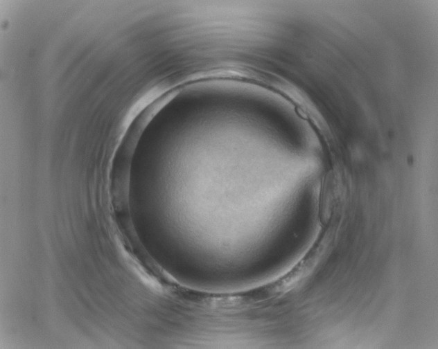 X0000066090858200603171054