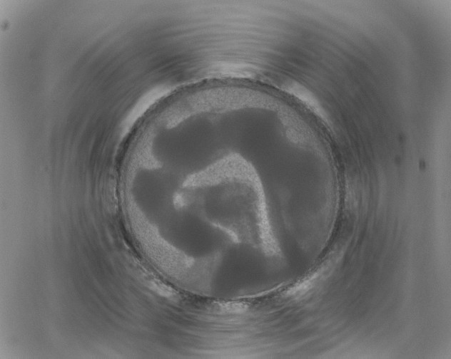 X0000066090878200603171053