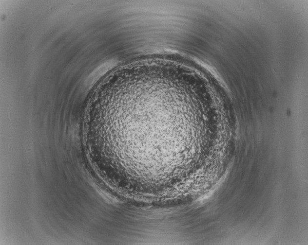 X0000066090881200603171053