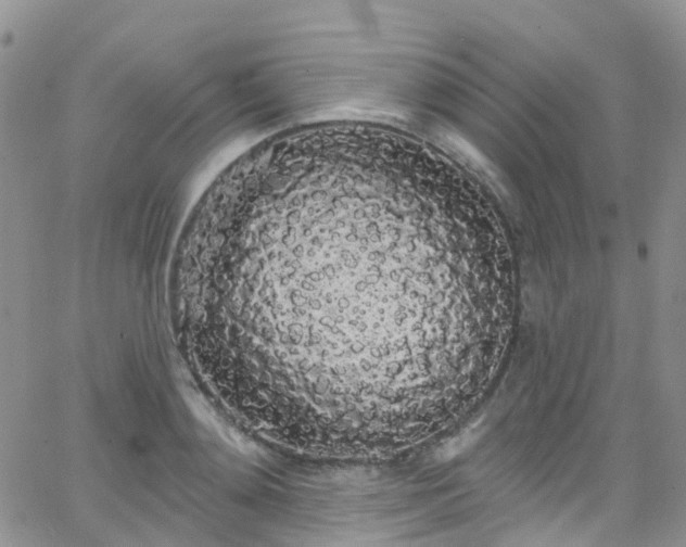 X0000066090892200603171052