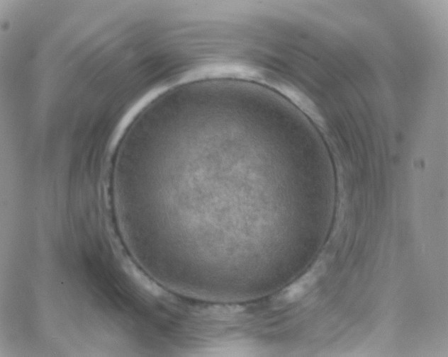 X0000066090912200603171052