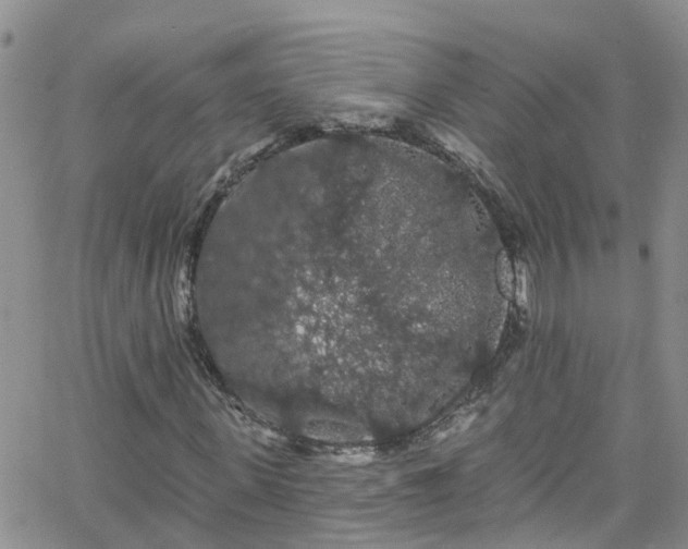 X0000066090915200603171051