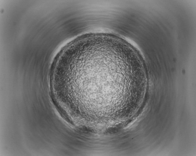 X0000066090935200603171052