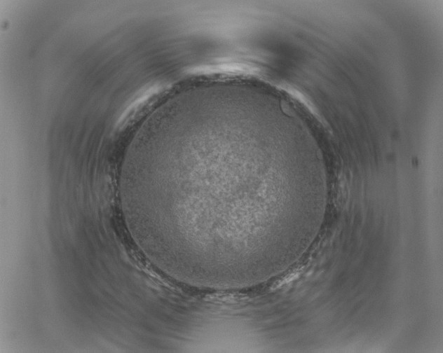 X0000066090967200603171051