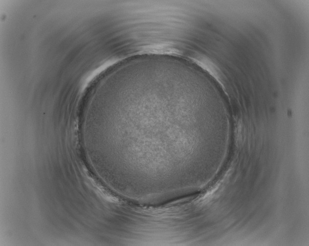 X0000066090971200603171051