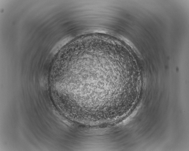 X0000066090977200603171051